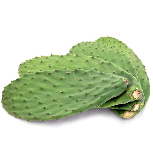 Pala Di Fico Dindia Nopal Opuntia Cladodi