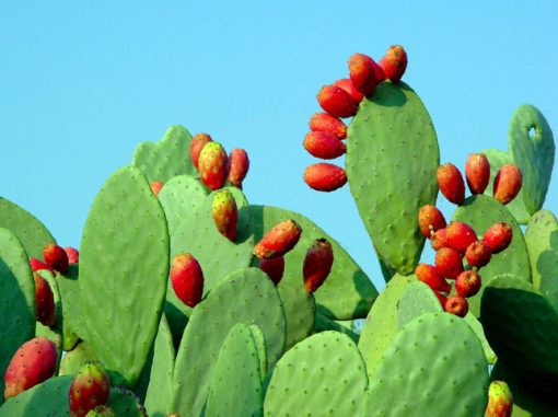 Pala Di Fico Dindia Nopal Opuntia Cladodi